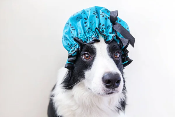 Funny studio portrait of cute puppy dog border collie wearing shower cap isolated on white background. Cute little dog ready for wash in bathroom. Spa treatments in grooming salon