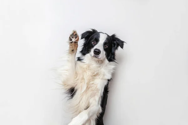 Zabawny Portret Studio Cute Uśmiechnięty Szczeniak Granica Collie Izolowane Białym — Zdjęcie stockowe