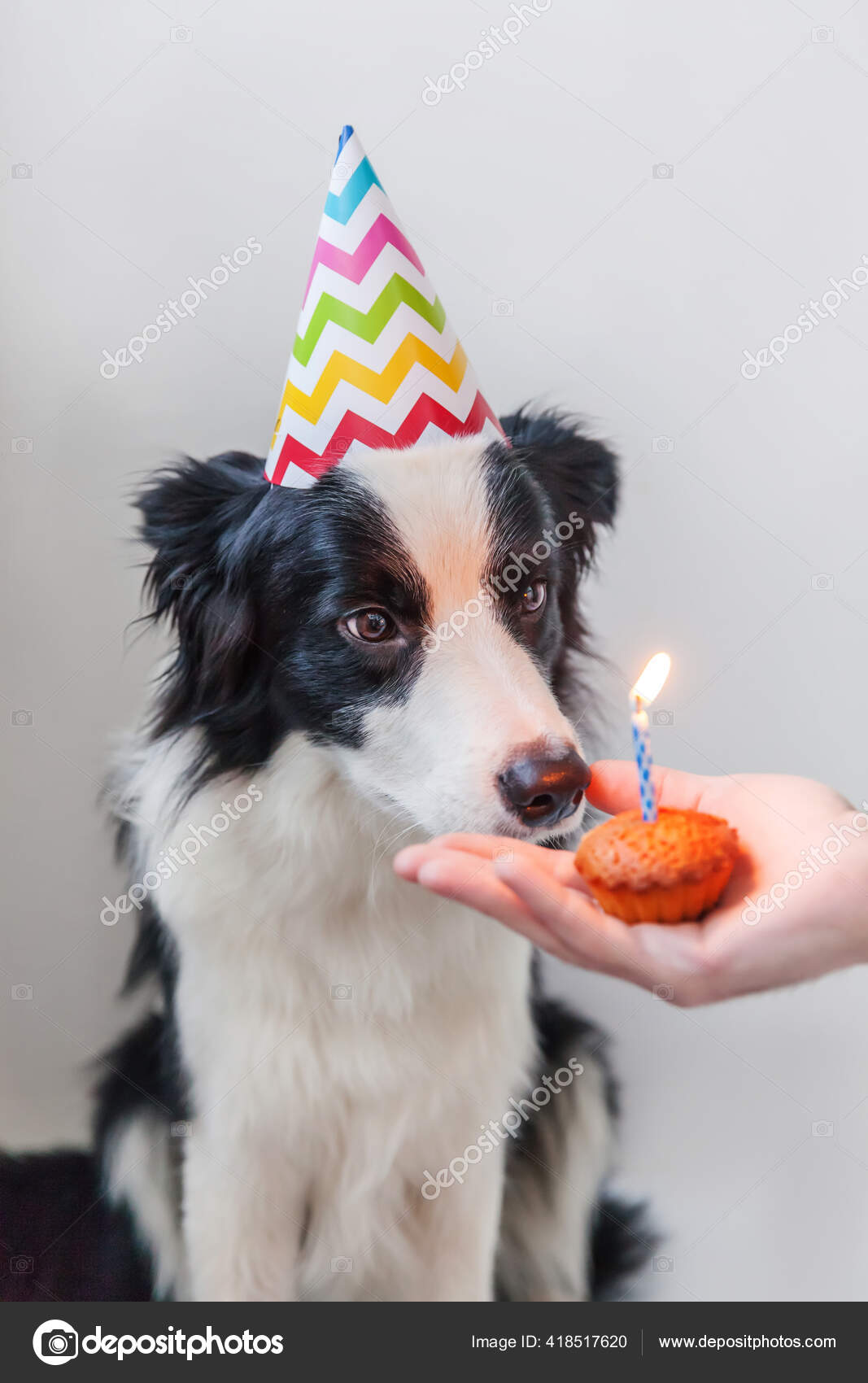 Drole Portrait Mignon Chien Souriant Frontiere Collie Chien Portant Chapeau Image Libre De Droit Par Luljo C Drole Portrait Mignon Chien Souriant Frontiere Collie Chien Portant Chapeau Image Libre De Droit Par Luljo C