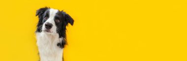 Sarı arka planda izole edilmiş şirin, gülümseyen köpek yavrusunun komik stüdyo portresi. Ailenin yeni sevimli üyesi küçük köpek gözlerini dikip ödül bekliyor. Hayvan bakımı ve hayvan bakımı konsepti. Pankart