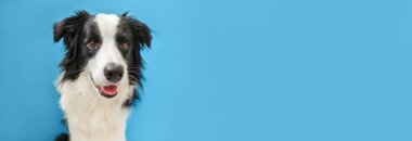 Mavi arka planda izole edilmiş şirin, gülümseyen köpek yavrusunun komik stüdyo portresi. Ailenin yeni sevimli üyesi küçük köpek gözlerini dikip ödül bekliyor. Hayvan bakımı ve hayvan bakımı konsepti. Pankart