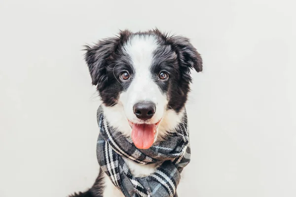 白い背景に隔離された首の周り暖かい服のスカーフを身に着けてかわいい笑顔子犬犬の国境のコリーの面白いスタジオの肖像画 冬または秋の小さな犬の肖像画 — ストック写真