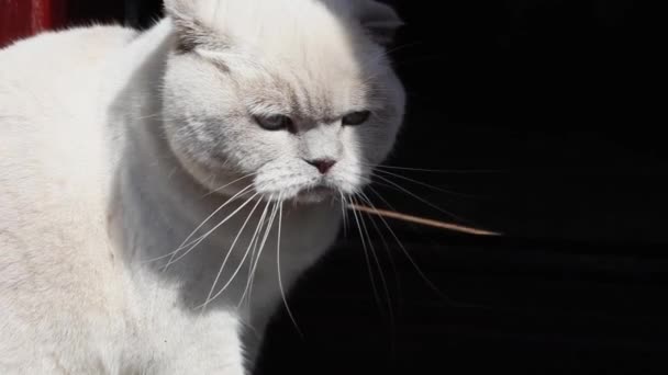 Divertido Retrato Gatito Blanco Doméstico Pelo Corto Relajándose Porche Casa — Vídeo de stock