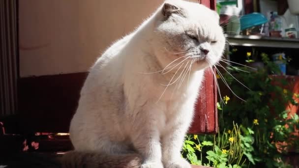 Retrato Engraçado Gatinho Branco Doméstico Cabelos Curtos Relaxando Alpendre Casa — Vídeo de Stock