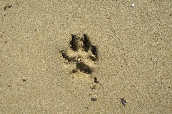 Impressão Cão Animal Areia — Fotografia de Stock