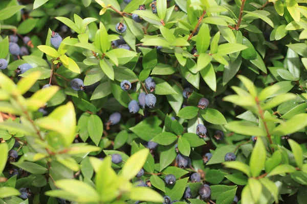 Mediterrâneo Planta Perene Com Mirtilo Bagas — Fotografia de Stock