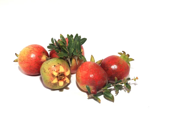 Group Red Pomegranates Mignon Beauty Dwarf Plant — 图库照片