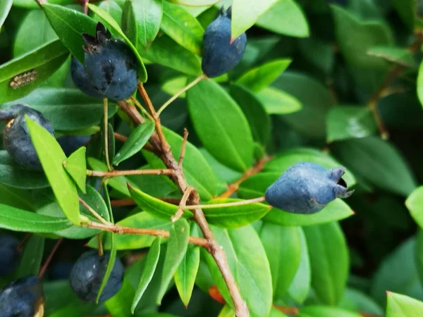 Arbusto Selvagem Sempre Verde Com Mirtilo Bagas — Fotografia de Stock