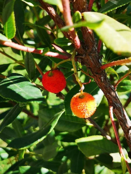 秋の植物で黄色のイチゴの木の果実 — ストック写真