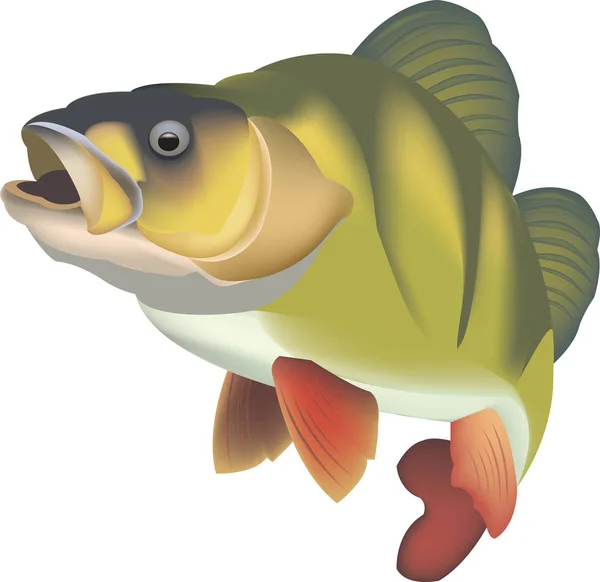 Predator Fish Freshwater Lurking — Stock Vector
