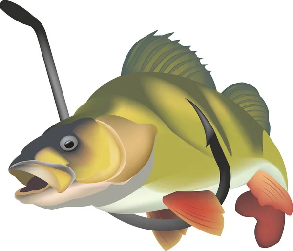 Peixe Predador Poleiro Água Doce — Vetor de Stock