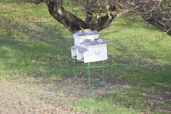 Beehive Beehive Tree Green Countryside — Stock Photo, Image