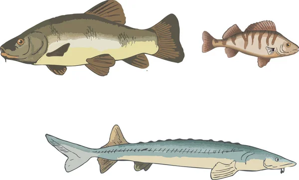 Fresh Water Fish Sturgeon Tench Perch — Stock Vector