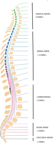 Columna Dorsal Columna Vertebral Humana — Vector de stock
