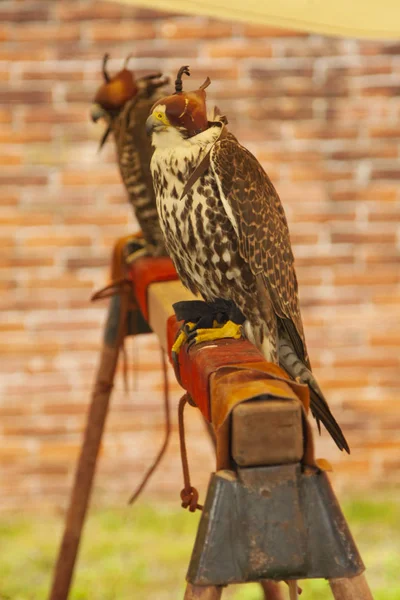 Valkerij Roofzuchtige Vogel Hooded Hawk — Stockfoto