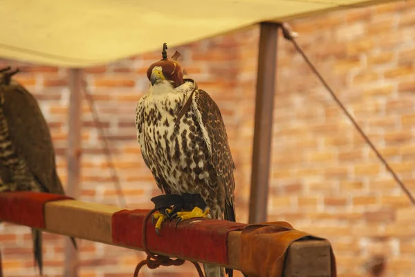 Falconry Predatory Bird Hooded Hawk — Stock Photo, Image