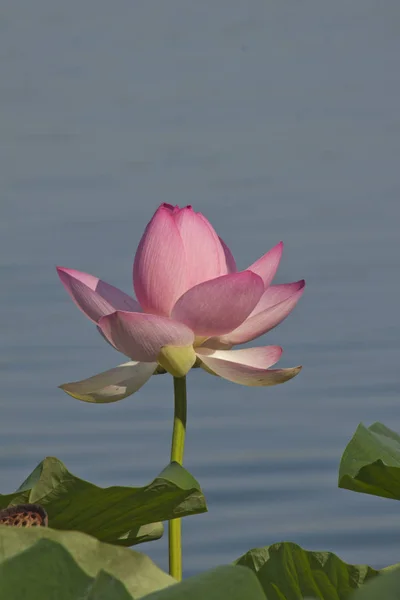 マントゥアの湖に宝くじ水生の花 — ストック写真