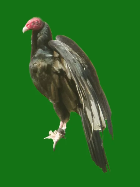 Raptor Cóndor Cabeza Rojo Salvaje Pájaro —  Fotos de Stock