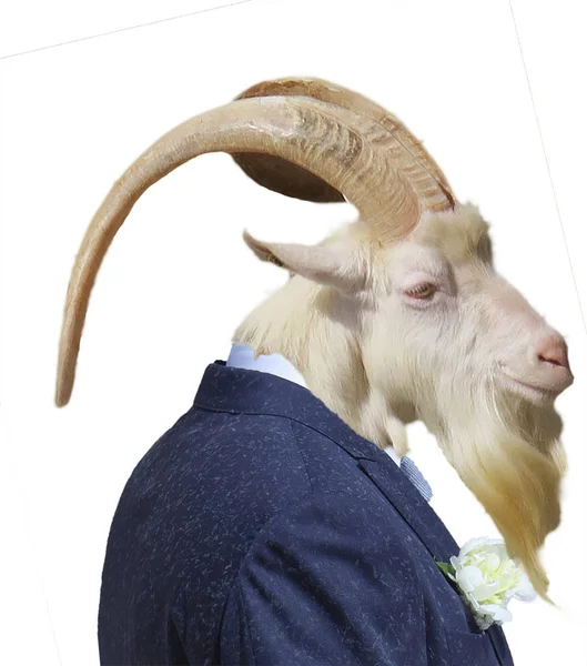 山羊头与角和礼仪礼服 — 图库照片