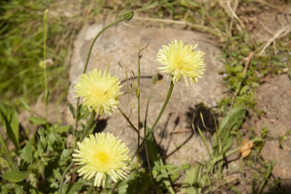 Landskapet Och Naturen Giglio Grosseto Italien — Stockfoto