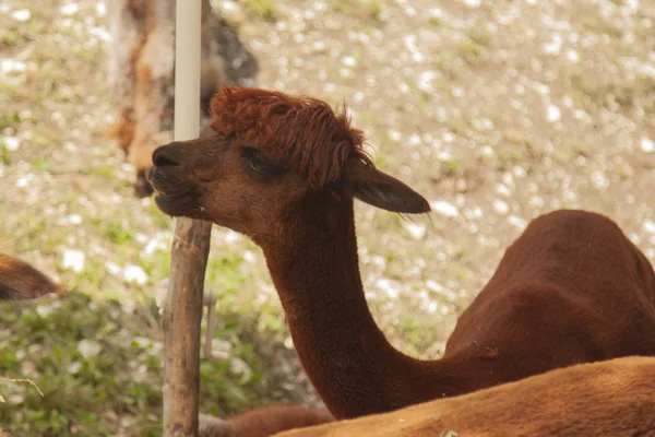 Animale Domestico Famoso Lana Alpaca Alpaka — Foto Stock