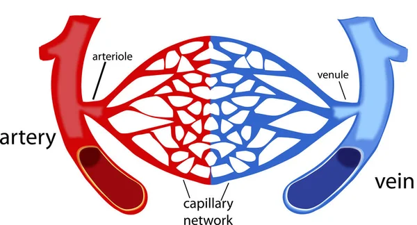 Vasos sanguíneos, capilares do corpo humano —  Vetores de Stock