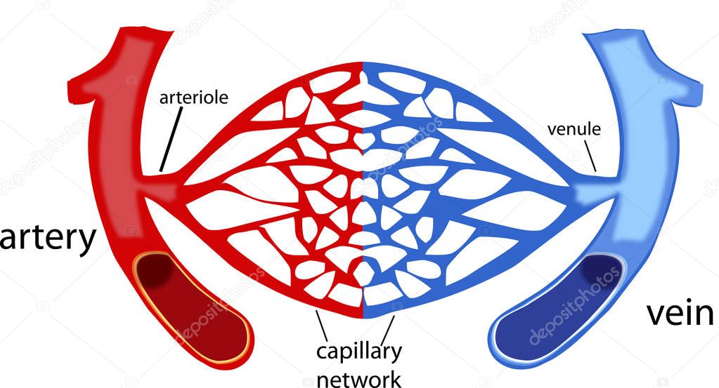 blood vessels, human body capillaries