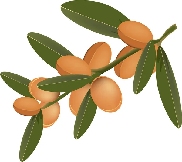 Zielona gałązka z owocami arganowego dla estetyki — Wektor stockowy