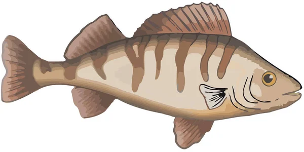 Peixes predadores de troféus poleiro de água doce de tamanho médio — Vetor de Stock