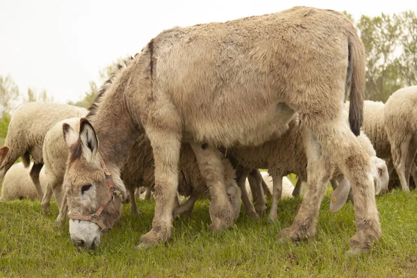 放牧動物ロバと羊の群れ — ストック写真