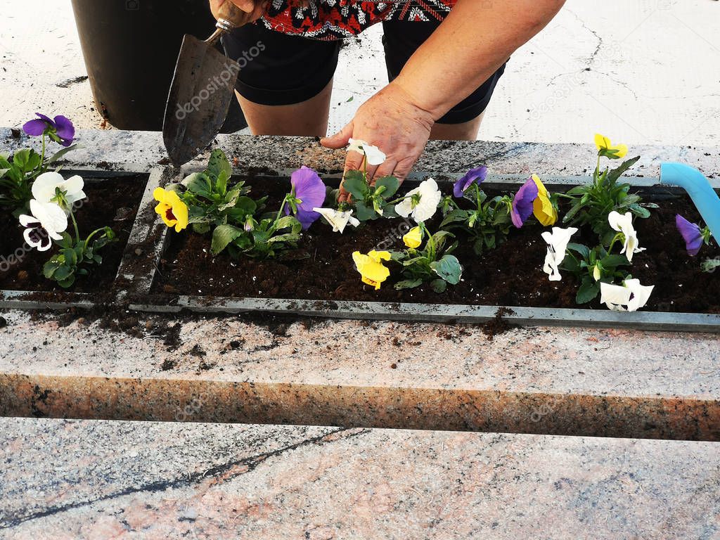 woman hands arranging and planting flowers