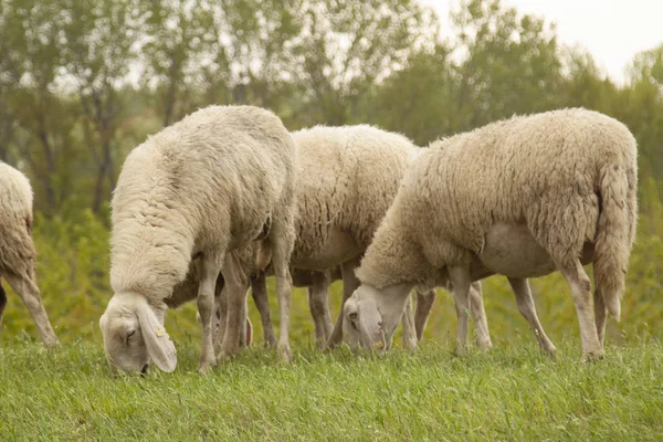 羊群放牧羊 — 图库照片