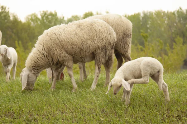 sheep grazing sheep in flock