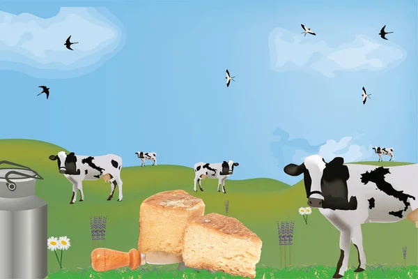 酪農牛のある国のチーズの一部は — ストック写真