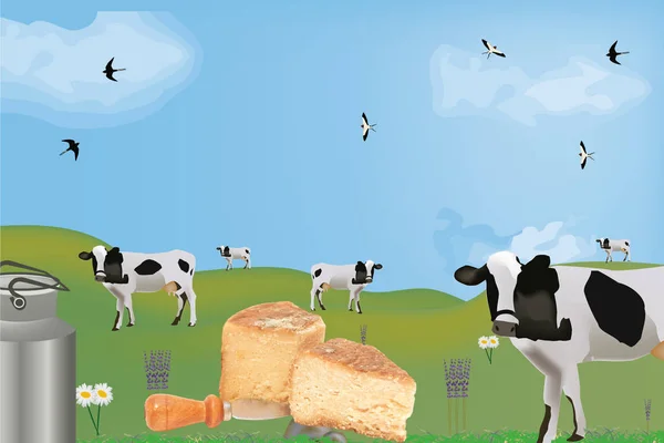 酪農牛のある国のチーズの一部は — ストック写真