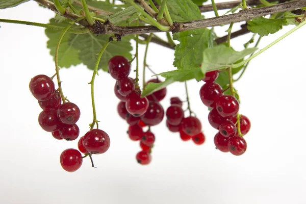 Rote Rippe mit Zweigen und Blättern in freier Wildbahn — Stockfoto