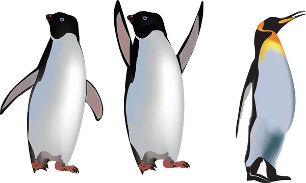 Zwierzęta ptaki polarne pingwiny zimnokrwiste — Wektor stockowy
