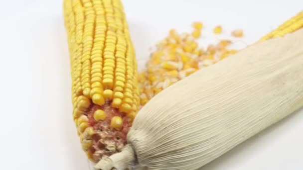 Tallo de maíz amarillo y maíz seco — Vídeos de Stock