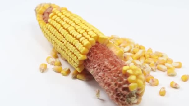 Стебло жовтого кукурудзи і сушеної кукурудзи — стокове відео