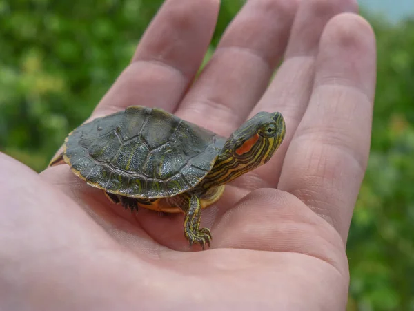 Tartaruga Pequena Uma Mão Que Olha Longe Com Folhas Fundo — Fotografia de Stock