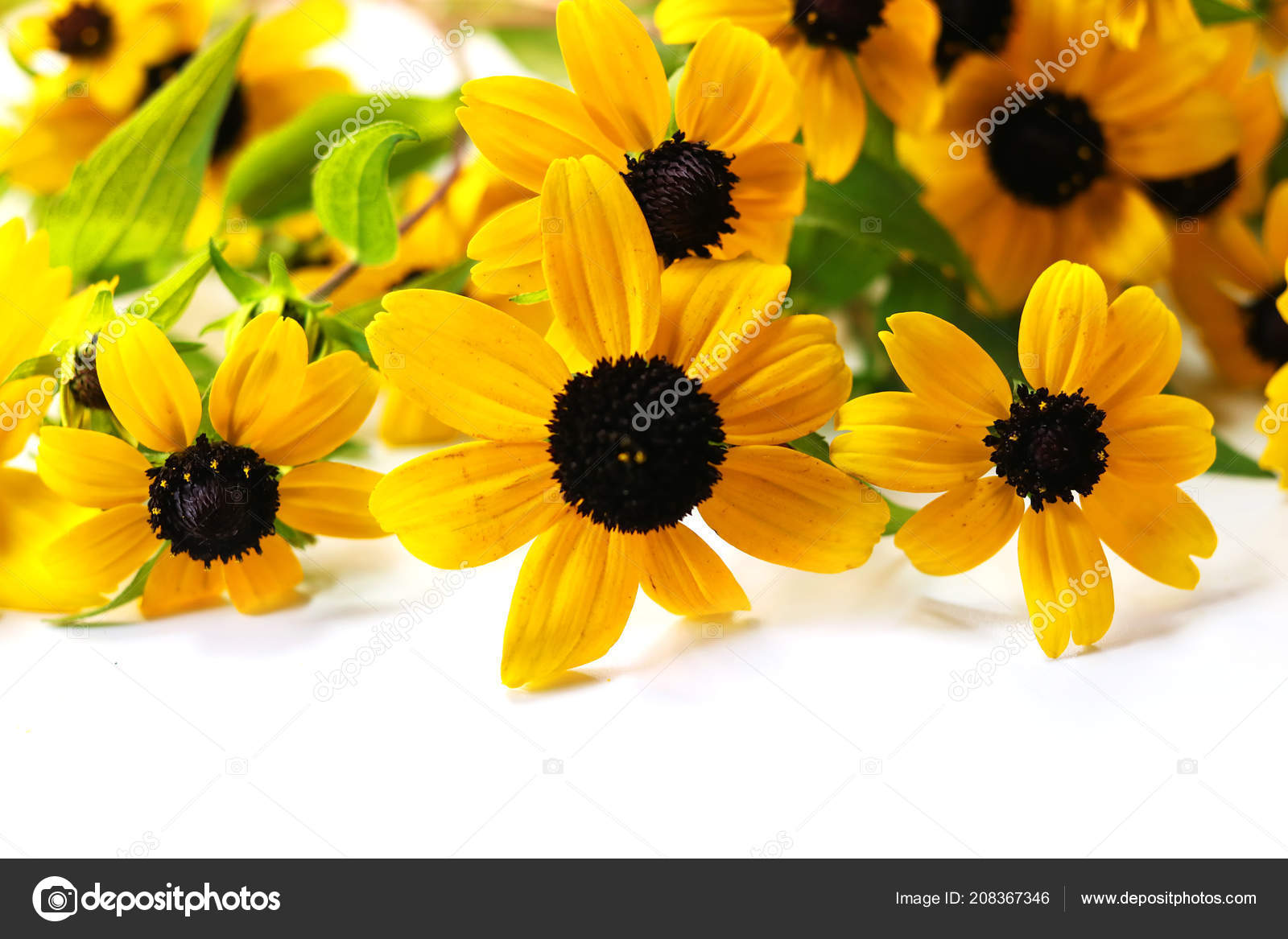 Bouquet Fleurs Jaunes Sur Fond Blanc Photographie Mayk75