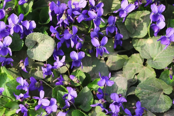 spring herbal plant. violets. nature background.