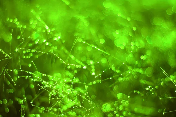 Toning emerald background. drops of dew on the dried grass. bokeh.