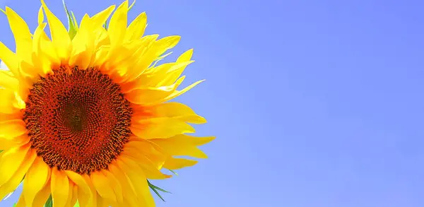 flower of a sunflower close-up. on a sky background