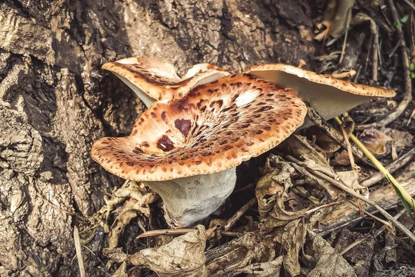 tree mushrooms on an old tree.