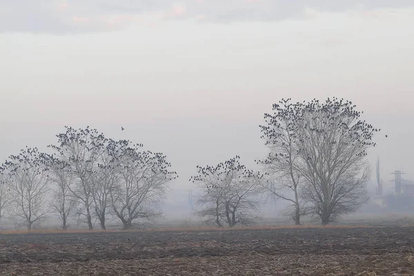 natural background. set of crows sitting on trees