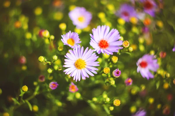 autumn or summer small flowers. Asters. floral background.