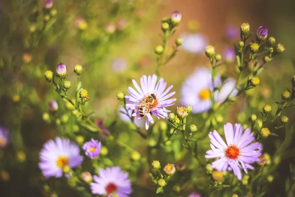 Bee on autumn or summer small flowers. Asters. floral background.