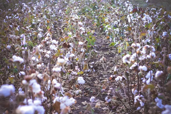 ripe cotton boxes on the plants in the field.
