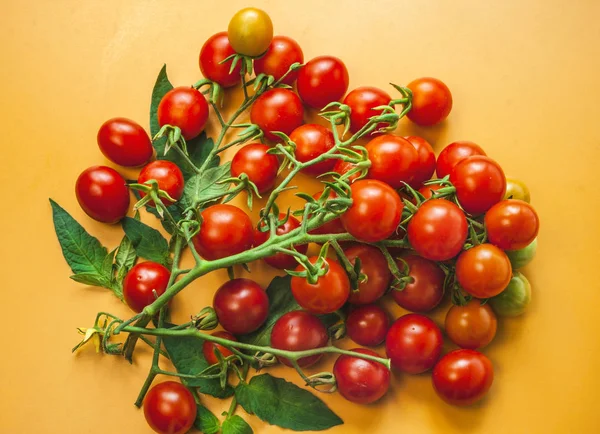 Cherry tomatoes. Tomato leaves. Orange background